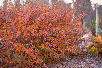 Amber Jubilee™ Ninebark