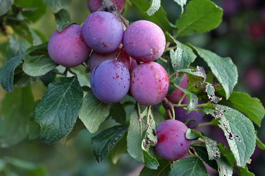 Dwarf European Plum ‘Stanley’