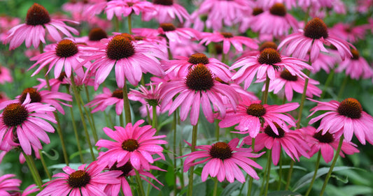 Echinacea Butterfly™ 'Purple Emperor'