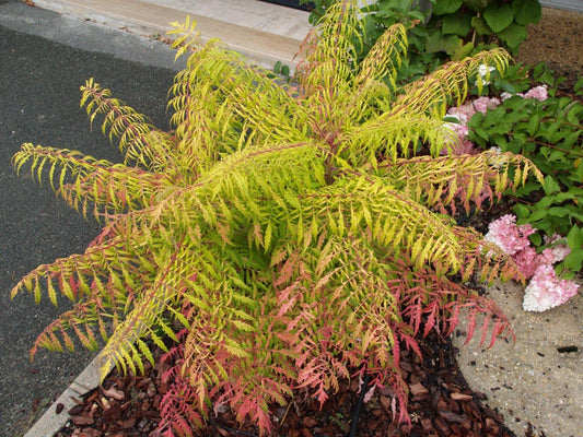 Tiger Eyes Sumac