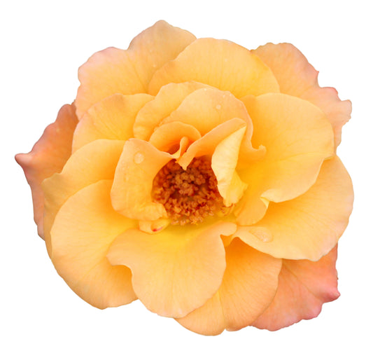 Suñorita Rose