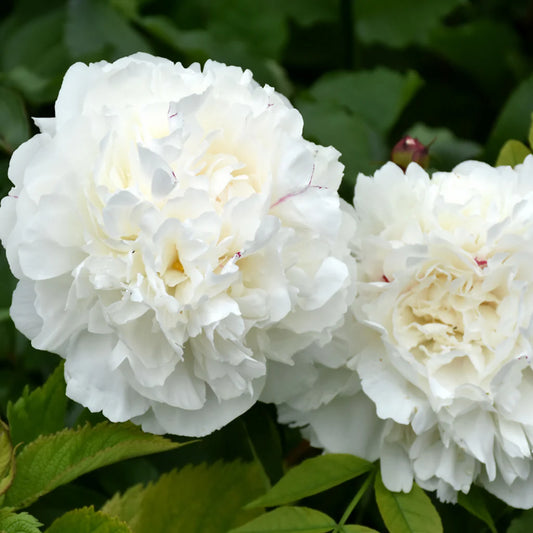 Peony 'Duchesse De Nemours'