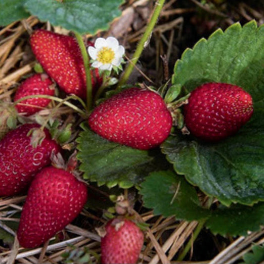 Strawberry 'Albion'