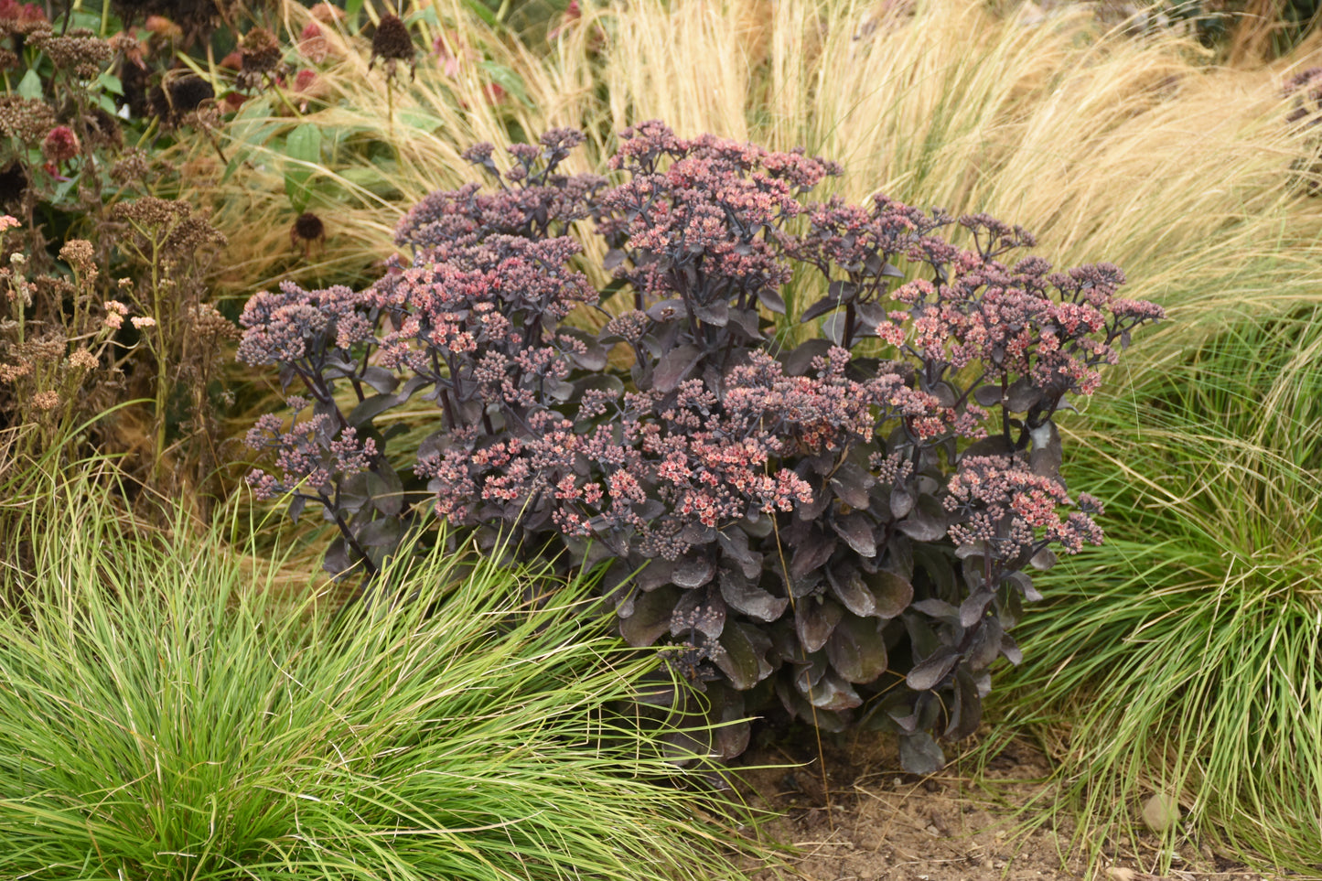 Sedum Rock 'N Grow® 'Back in Black'  PW®