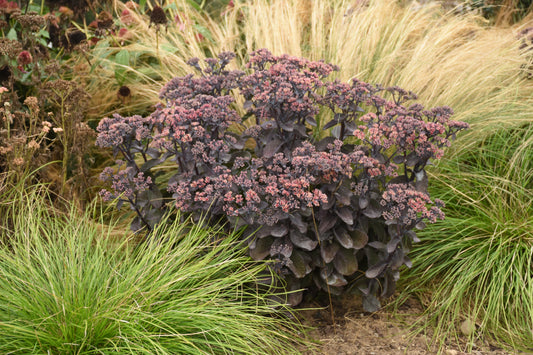 Sedum Rock 'N Grow® 'Back in Black'  PW®