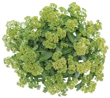 Sedum Rock 'N Grow® 'Lemonjade' PW®