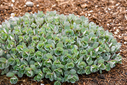 Sedum Rock 'N Round™ 'Superstar' PW®
