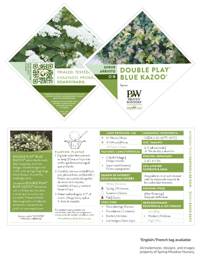 Spiraea media Double Play ® Blue Kazoo® PW®