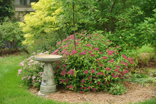Spiraea japonica Double Play® 'Red' PW®