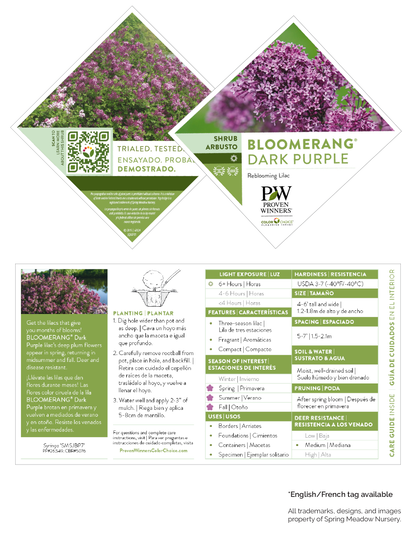 Syringa Bloomerang® 'Dark Purple' PW®
