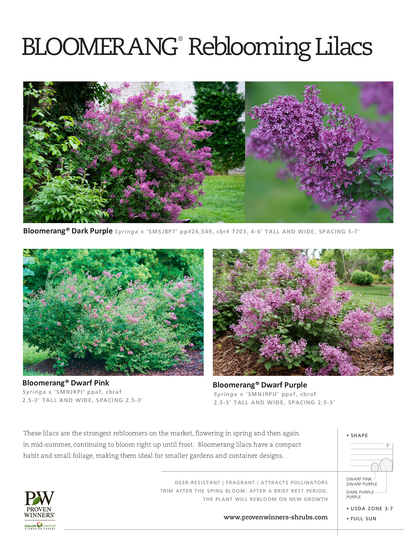 Syringa Bloomerang® 'Dark Purple' PW®