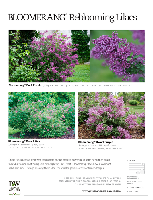 Syringa Bloomerang® 'Dark Purple' PW®