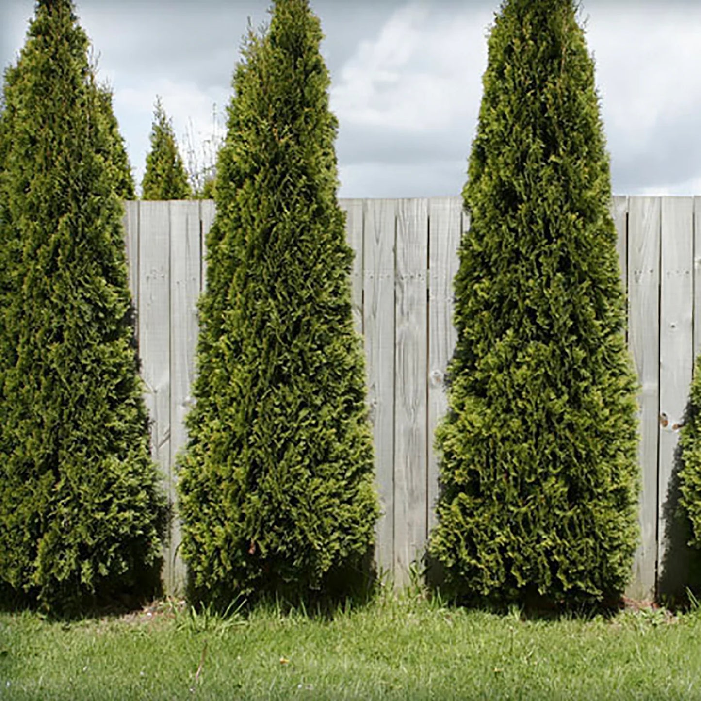 Thuja occidentalis 'Skybound'