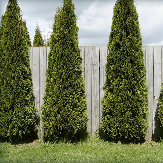 Thuja occidentalis 'Skybound'