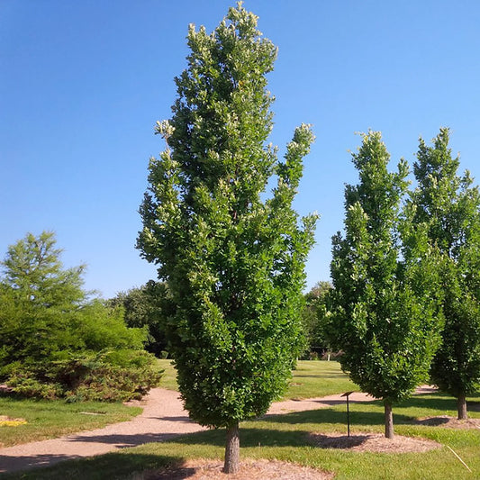 English Oak (Quercus robur x Regal Prince®)