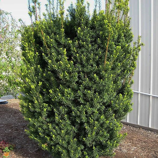 Hicksii Yew