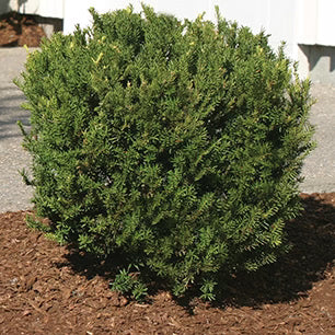 Densiformis Yew