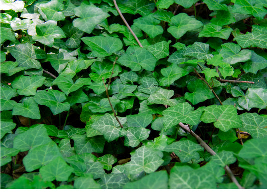 Ivy and Trailers