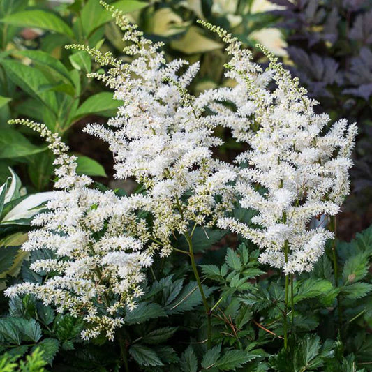 Astilbe chinensis 'Vision In White'