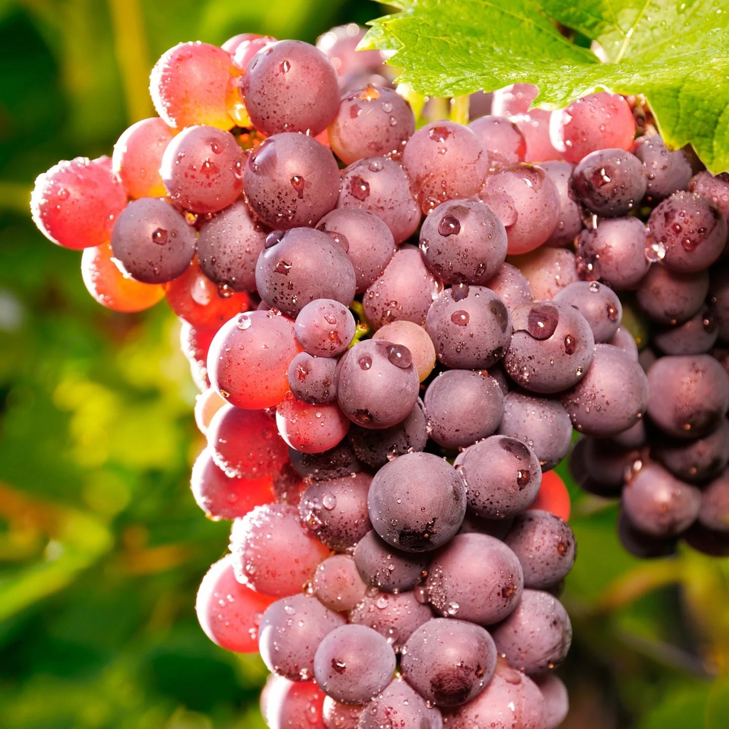 Grape 'Vanessa'
