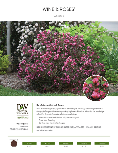 Weigela florida Wine & Roses® PW®