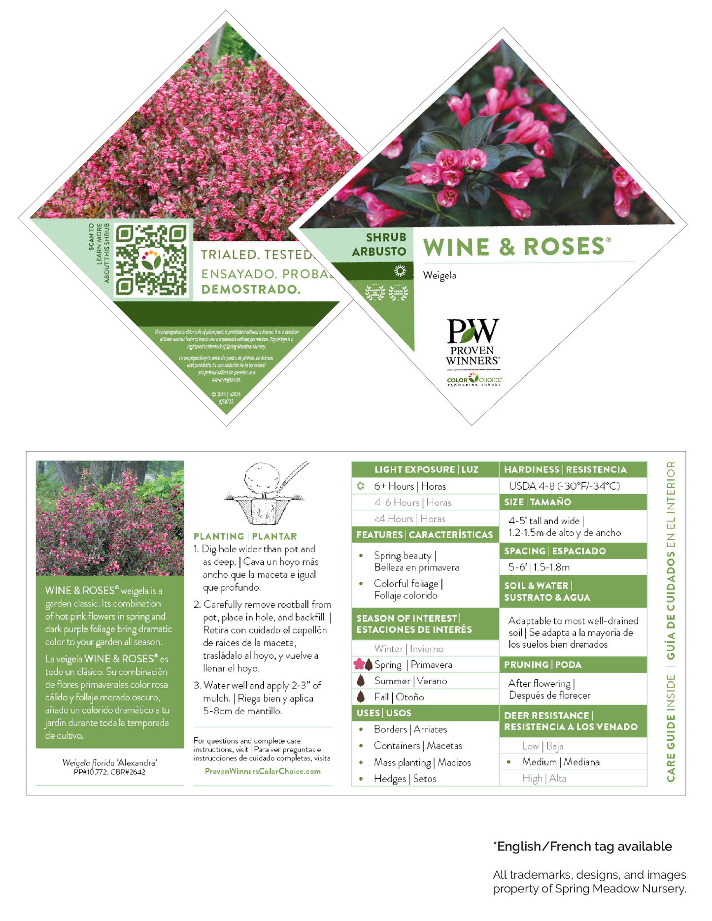 Weigela florida Wine & Roses® PW®