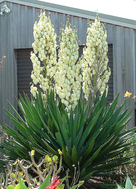 Yucca filamentosa "Adam's Needle"