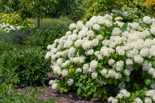 Annabelle Hydrangea