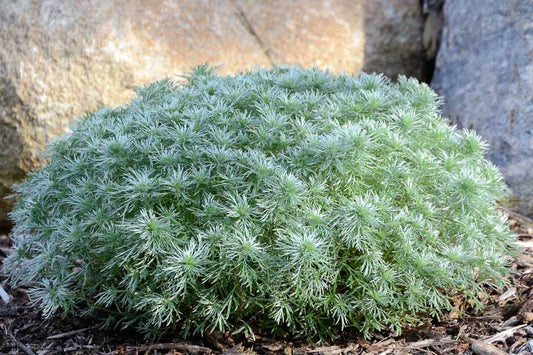 Silver Mound Artemisia