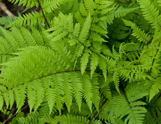 Athyrium filix-femina 'Lady In Red'