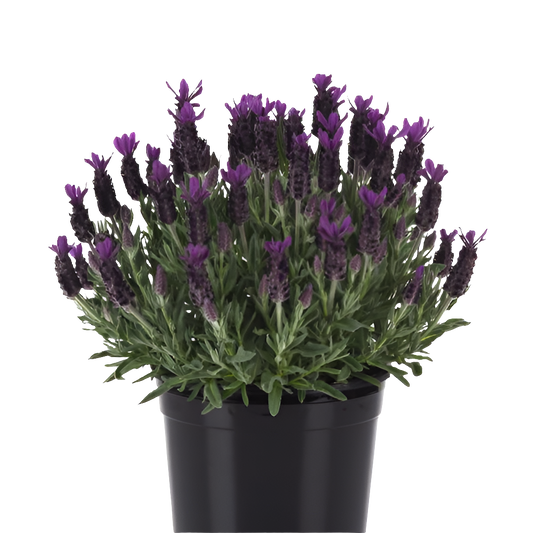 Lavender ‘Anouk Twilight’