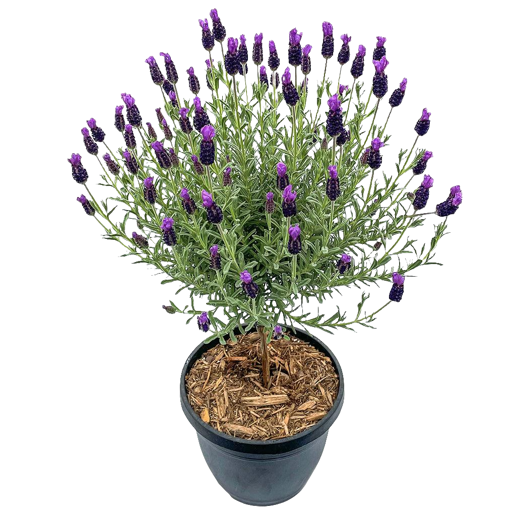 Lavender 'Anouk' Tree