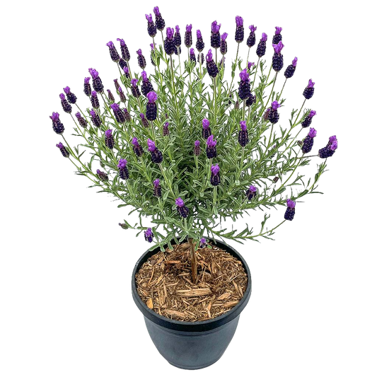 Lavender 'Anouk' Tree