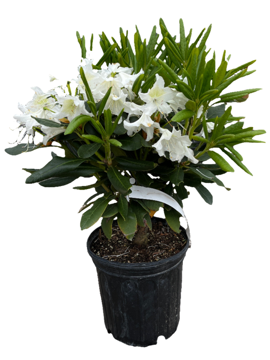 Rhododendron 'Cunningham's White'