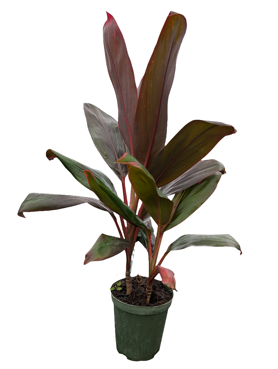 1 Gal Premium Tropic