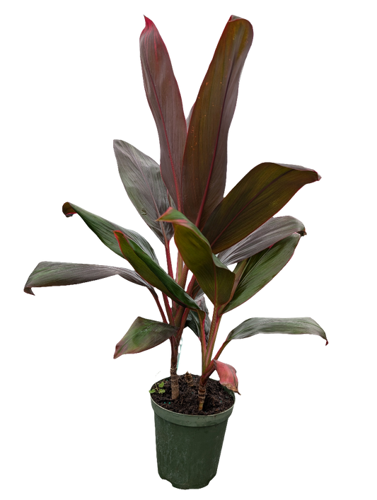 1 Gal Premium Tropic