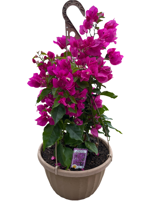 Bougainvillea
