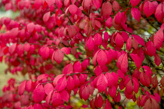 Burning Bush 'Compactus'
