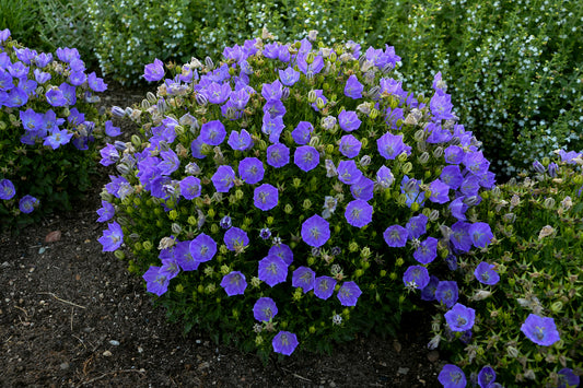 Campanula carpatica 'Rapido Blue'