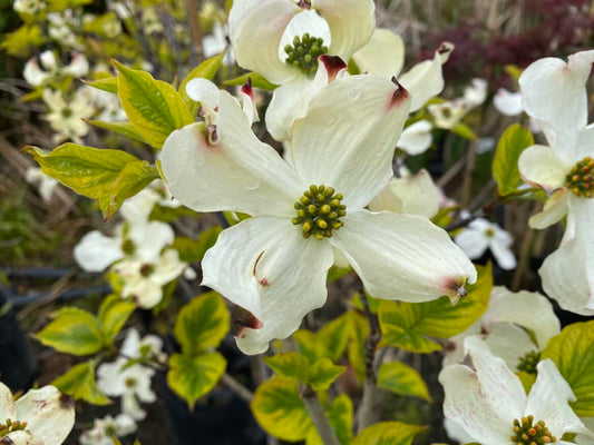 Rainbow Flowering Dogwood