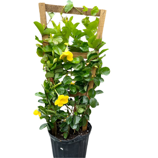 Potted plant with yellow flowers and green leaves on a wooden trellis.