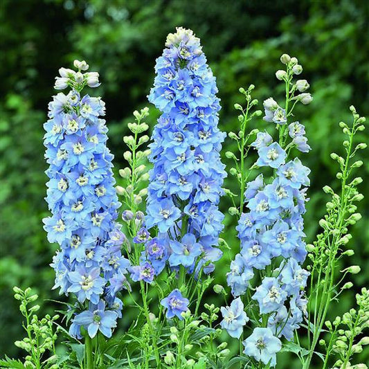 Delphinium 'Magic Fountains Sky Blue White Bee'