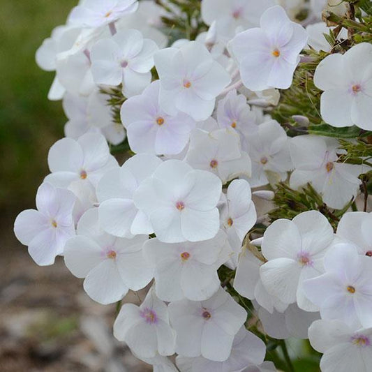 Phlox 'Fashionably Early Crystal'