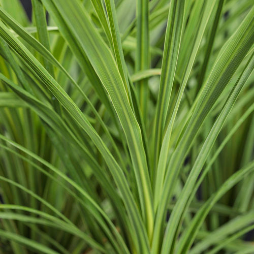 Dracaena Spike - 4 inch Pot