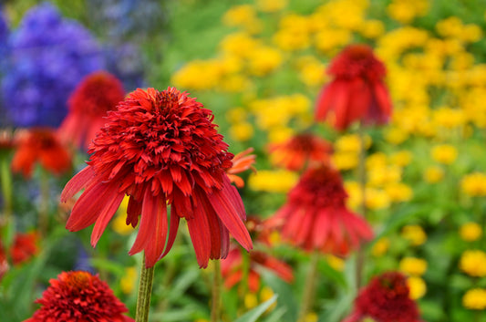 Hot Papaya Coneflower