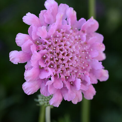 Flutter™ ‘Rose Pink’ Pincushion Flower