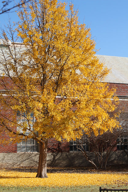 Maidenhair Tree