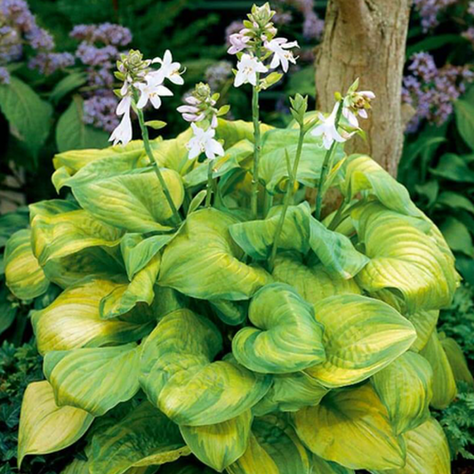 Hosta 'Guacamole'