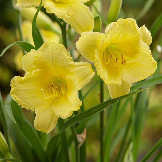 Hemerocallis 'Happy Returns'
