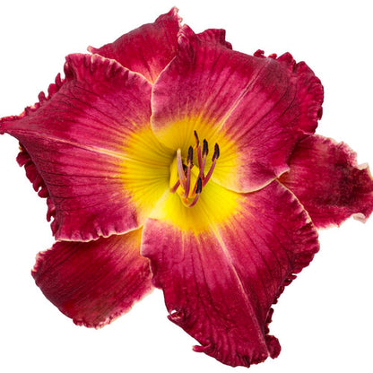 Blood, Sweat and Tears Daylily